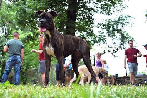 Renaissance Dog Park