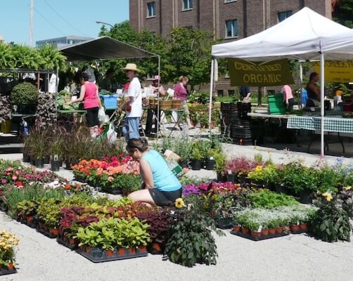 People shopping at Evanston Farmer's Market