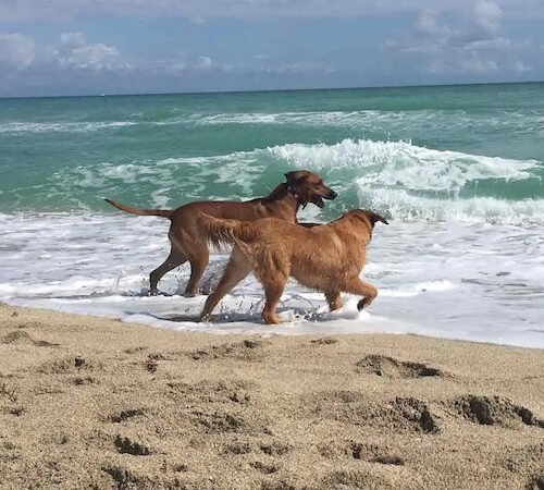 Bark Park Dog Beach